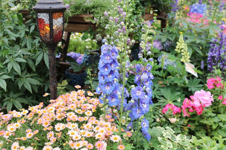 What’s the difference between perennials and annuals? One distinction that budding gardeners need to get their head around are the differences, advantages and disadvantages of perennials and bedding plants.