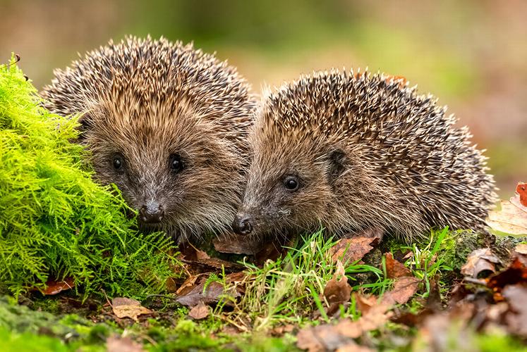 How to turn your garden into a wildlife haven More than simply adding a splash of life and movement to a garden, attracting wildlife to your garden means helping the local ecosystem and preserving indigenous species.